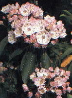 State flower-Mountain Laurel