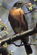 State bird-American Robin